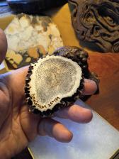 BARN owl carved antler belt buckle or paper wieght